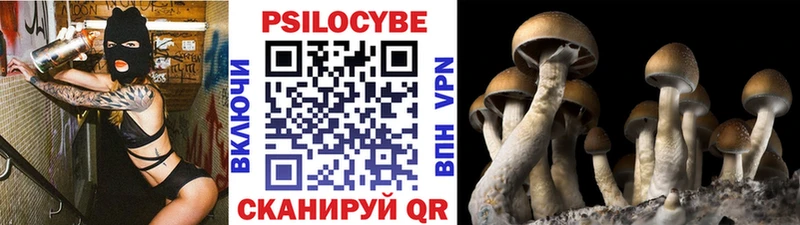 omg ТОР  Белгород  Псилоцибиновые грибы GOLDEN TEACHER 